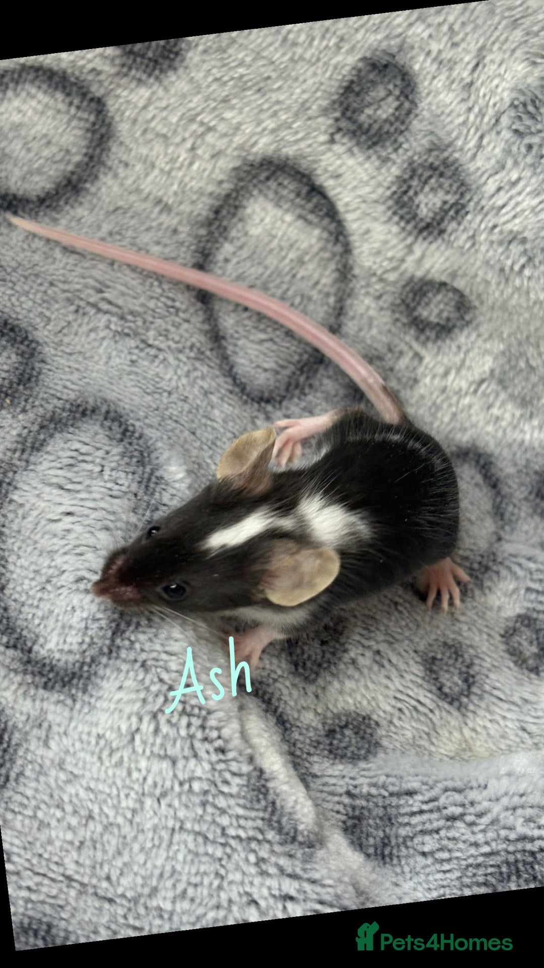 Mouse rodents for sale: Pet fancy mice babies  in Honiton - Image 4