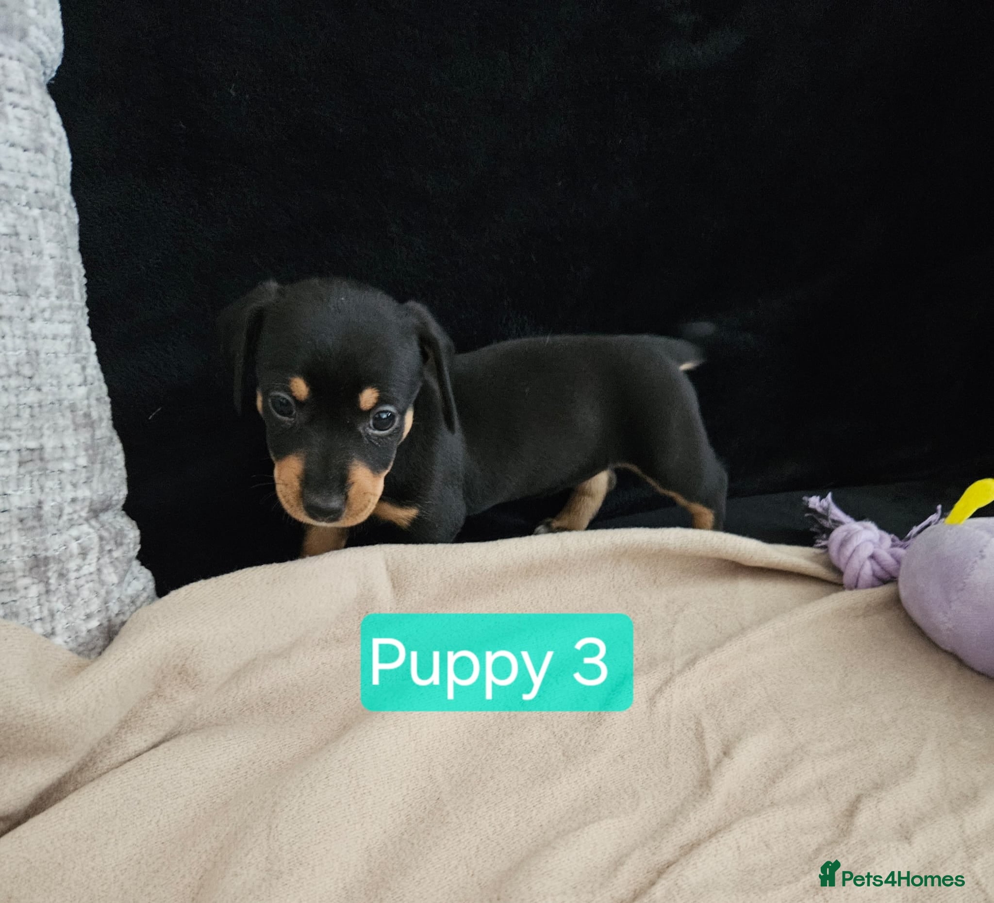 Jackshund dogs DachshundxJack Russell Puppies  - Advert 2