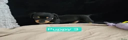 Jackshund dogs for sale: DachshundxJack Russell Puppies  in Martock - Advert 9