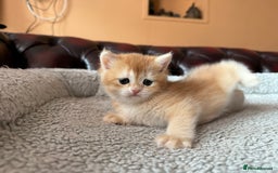 British Shorthair cats for sale: Ready 2 lovely girls AY12 and NY12 / Corin - Image 21