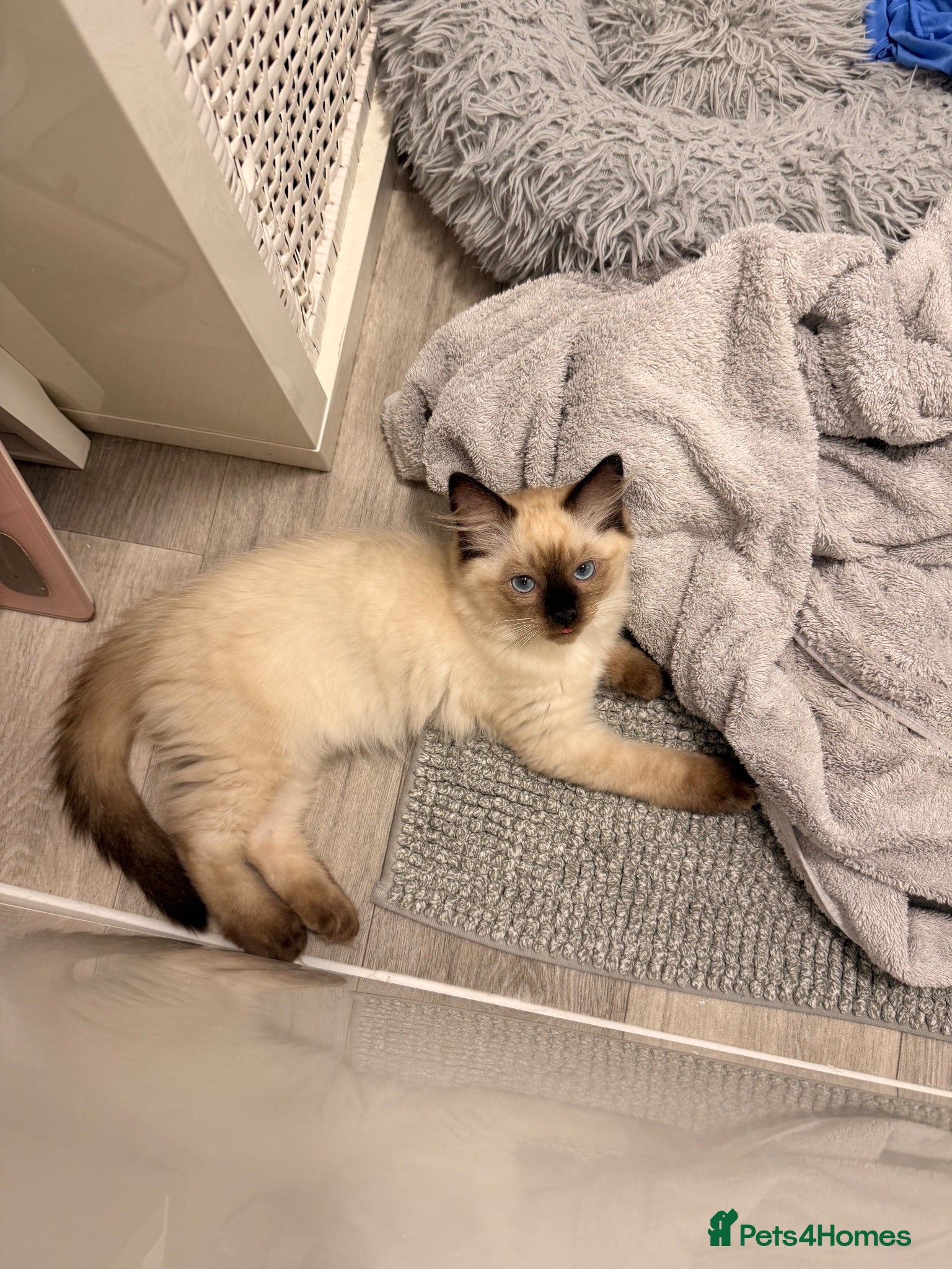 Ragdoll cats 1 BOY LEFT Stunning Purebred Ragdoll Kittens - Advert 6