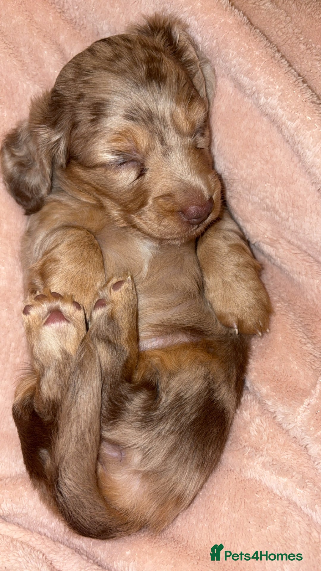 Miniature Dachshund dogs for sale: 🐶 Beautiful Longhaired miniature dachshund pups  - Image 9