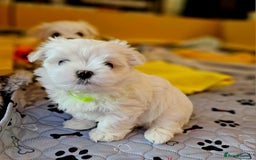 Maltese dogs for sale: Beautiful Maltese – KC, korean-Champion Bloodline - Image 10
