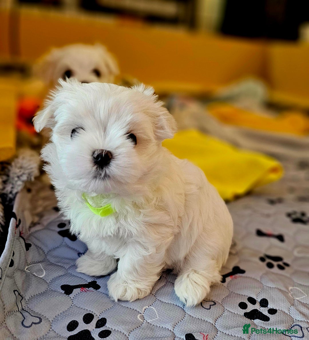 Maltese dogs for sale: Beautiful Maltese – KC, korean-Champion Bloodline - Image 10