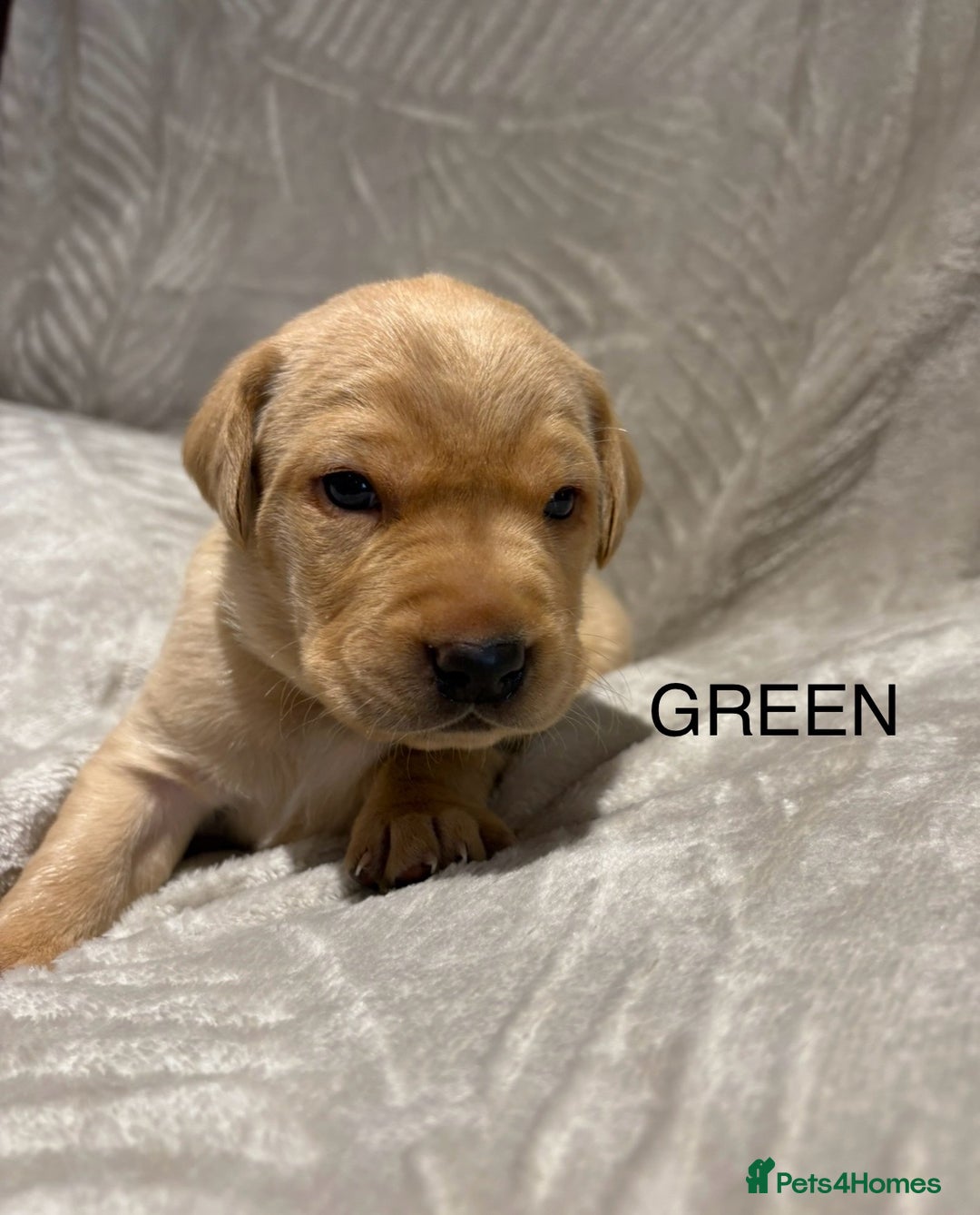 Labrador Retriever dogs for sale: KC Labrador puppies yellow / Red  - Advert 16