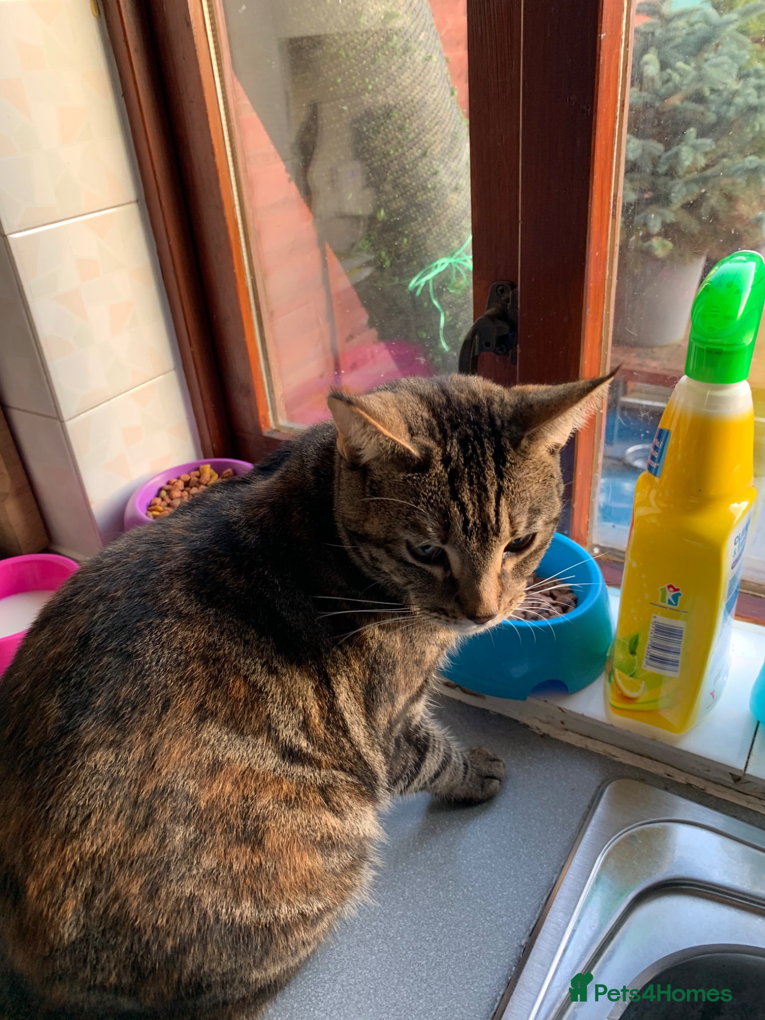 Domestic Shorthair cats Rehoming bibi  - Advert 3