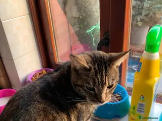 Domestic Shorthair cats Rehoming bibi - Advert 3