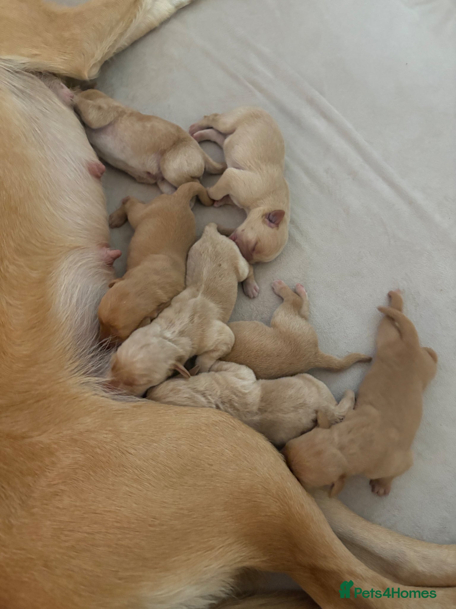 Labrador Retriever dogs Exceptionally Health Tested Champion Pedigree Pups - Advert 2