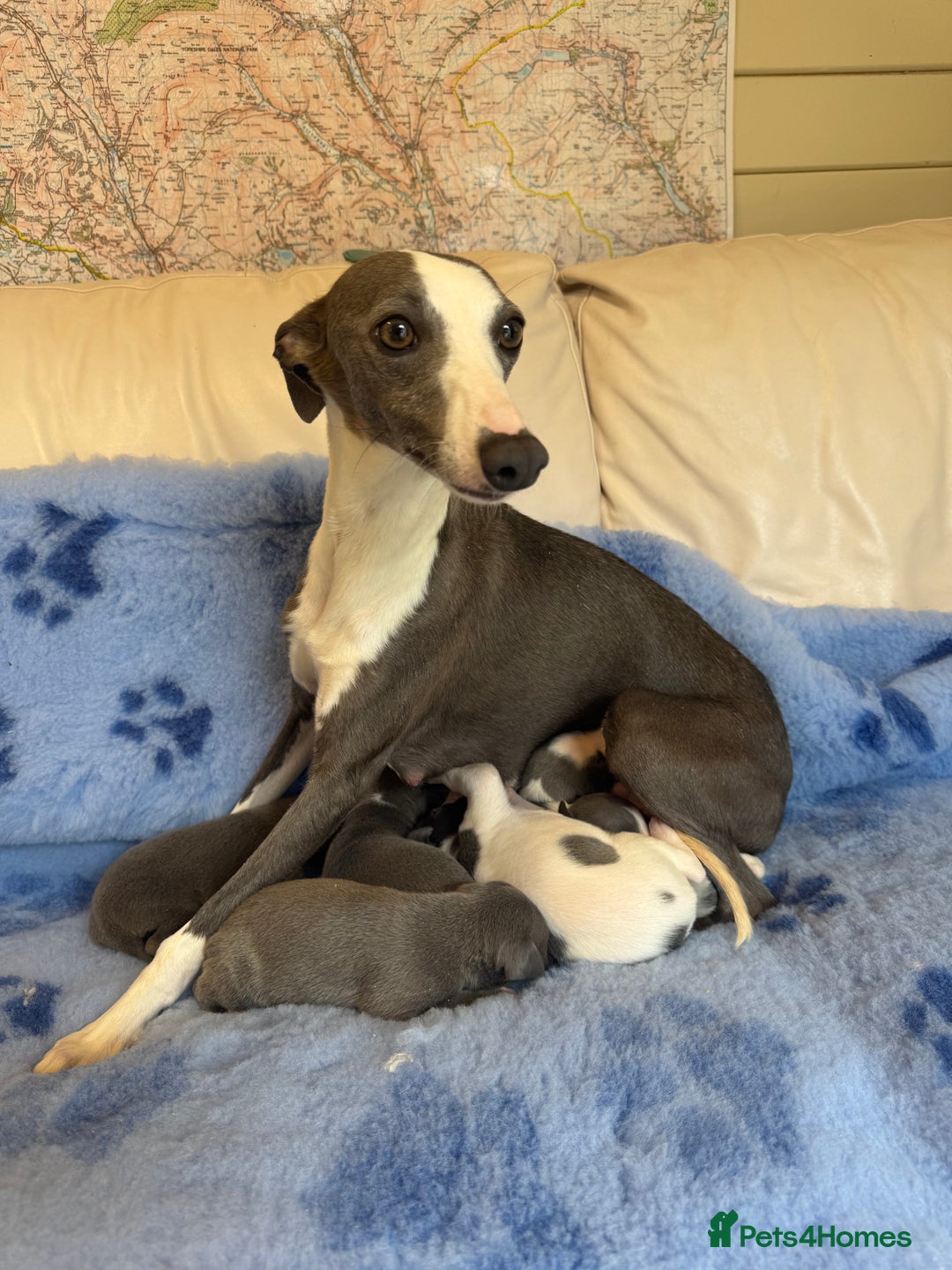 Whippet dogs for sale: KC Registered Blue Whippets - Image 12