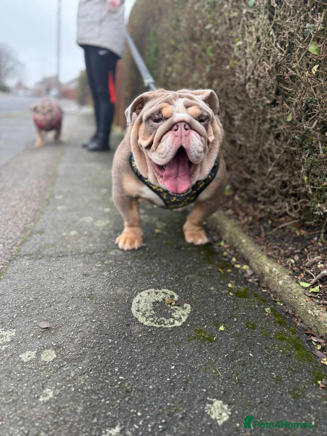 English Bulldog dogs for sale: Pet home only she will be spayed (no Breeders) - Advert 2