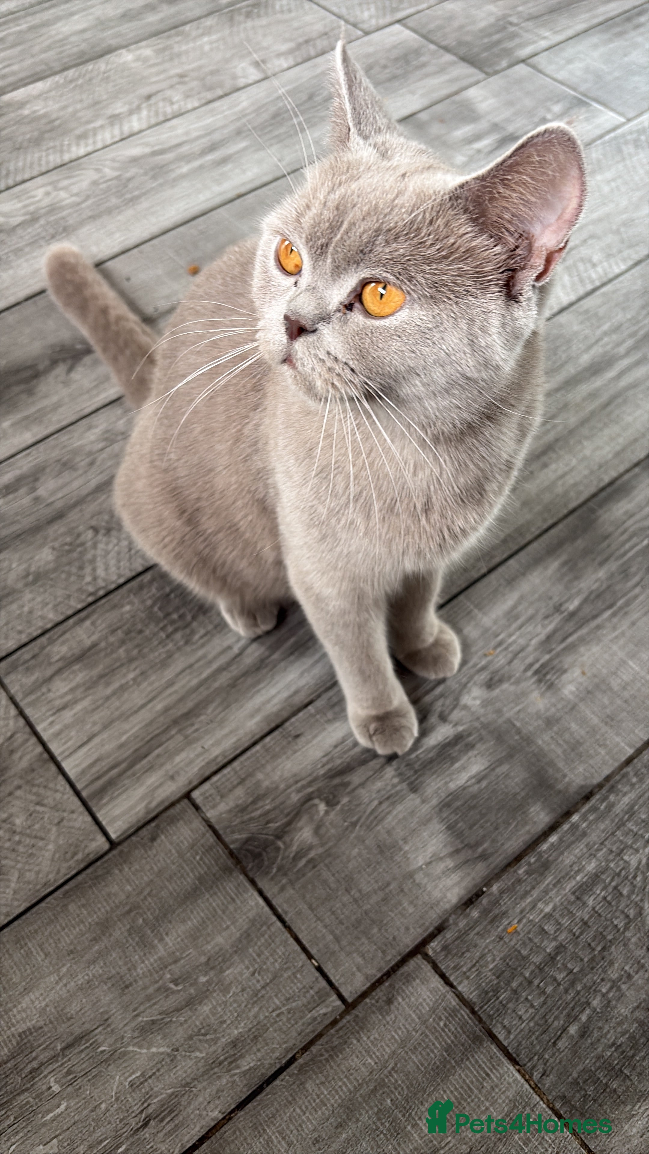 British Shorthair cats Beautifully cute - Advert 11