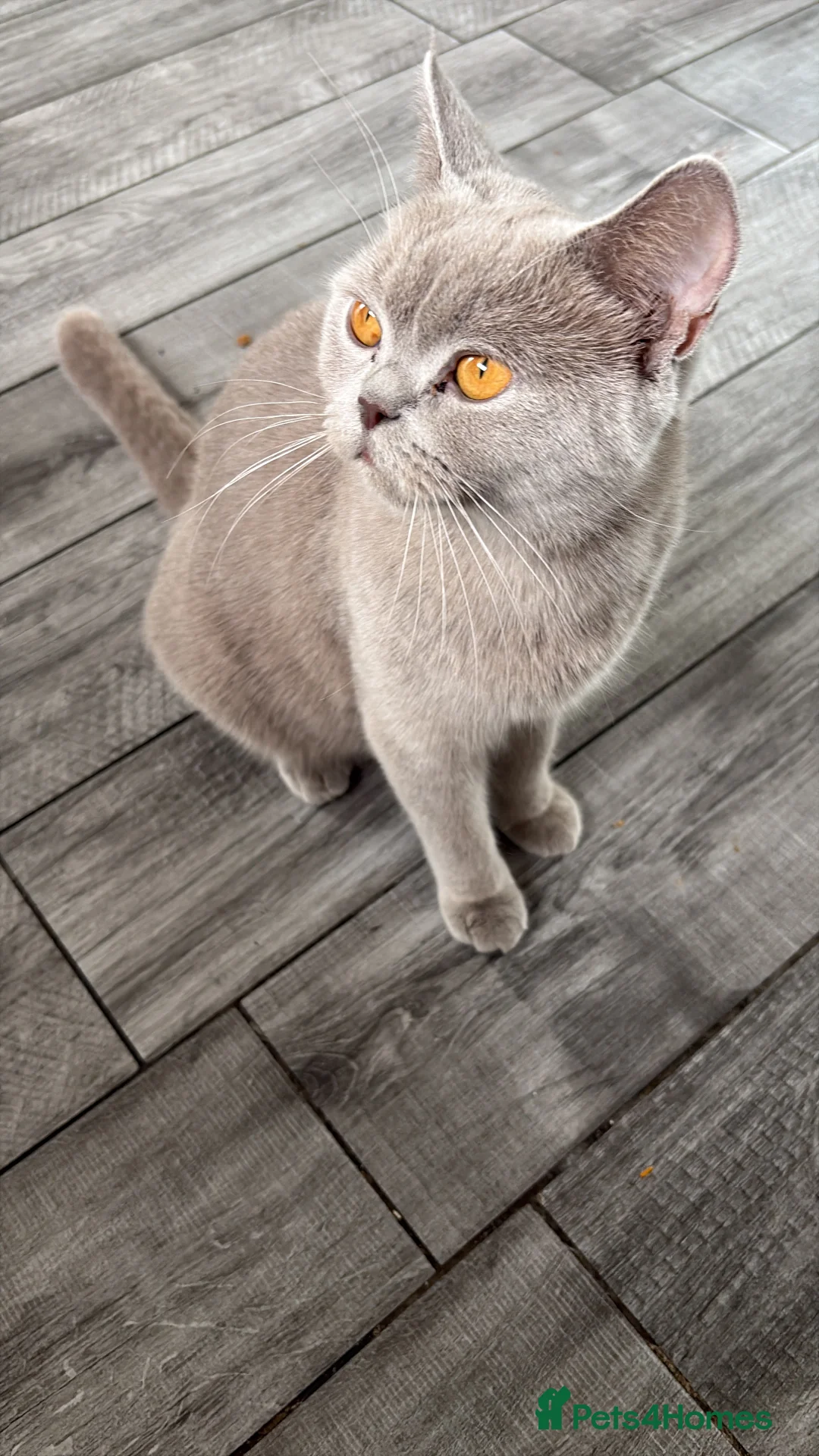 British Shorthair cats for sale: Beautifully cute - Advert 1