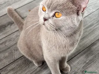 British Shorthair cats Beautifully cute - Advert 11