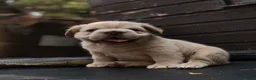 French Bulldog dogs for sale: HOME BRED FLUFFY FRENCHY•ISABELLA.KC&DNA CERT - Advert 27