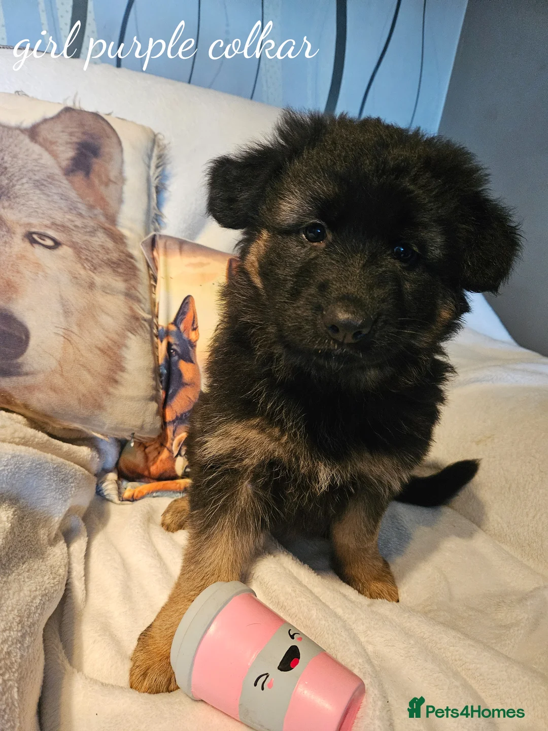 German Shepherd dogs for sale: GLENCONNER GERMAN SHEPHERDS - Advert 11