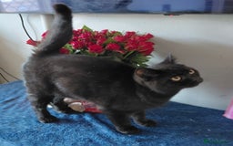 British Shorthair cats for sale: Beautiful black pedigree british shorthairs - Image 8