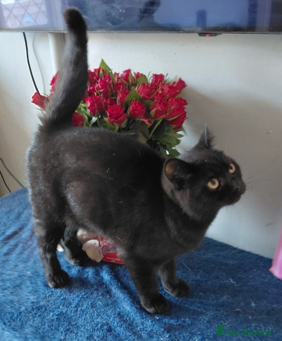 British Shorthair cats for sale: Beautiful black pedigree british shorthairs - Image 8