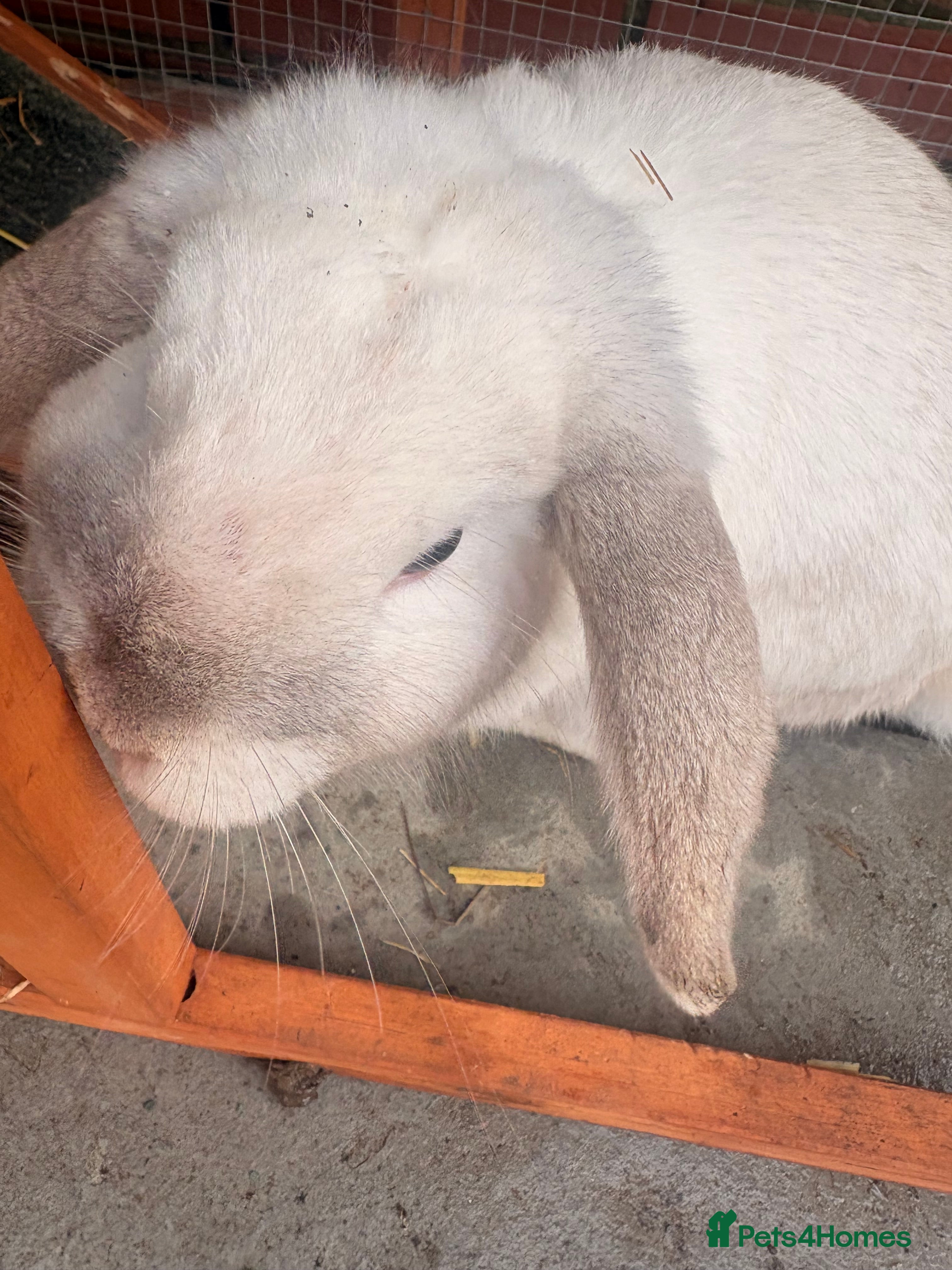 Mini Lop rabbits Boy mini lop  - Advert 1