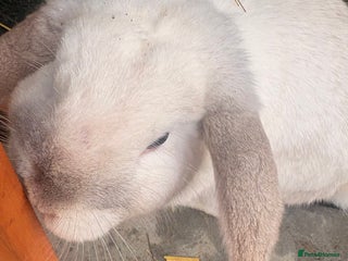 Mini Lop rabbits Boy mini lop - Advert 1