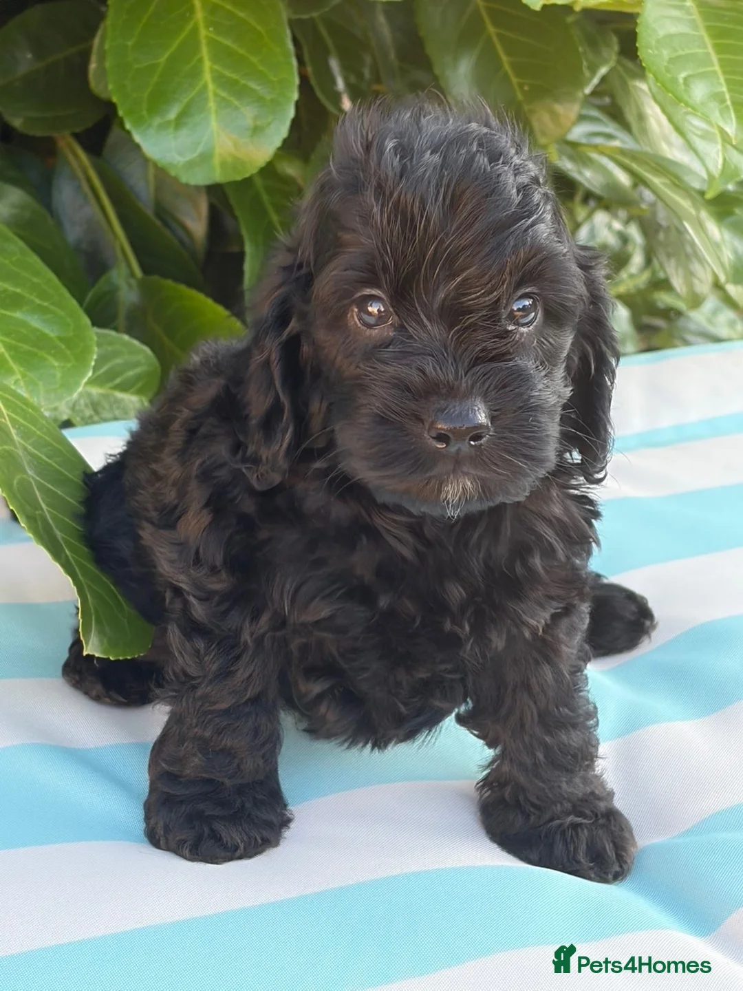 Cockapoo dogs for sale: Cockapoo males and females  - Advert 32