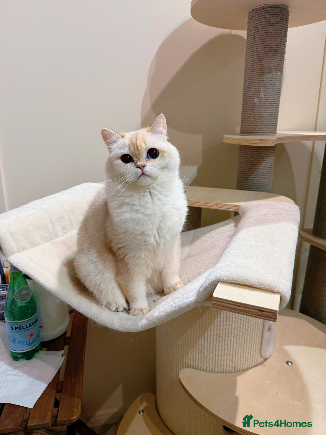 Ragdoll cats for sale: Stunning Ragdoll, BSH & Golden Longhair - Advert 9