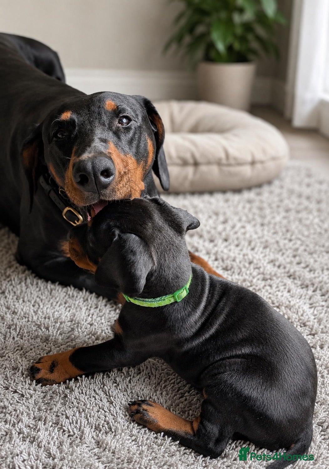 Dobermann dogs KC registered 1 Doberman puppy  - Advert 2