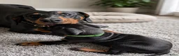Dobermann dogs for sale: KC registered 1 Doberman puppy  in London - Advert 1