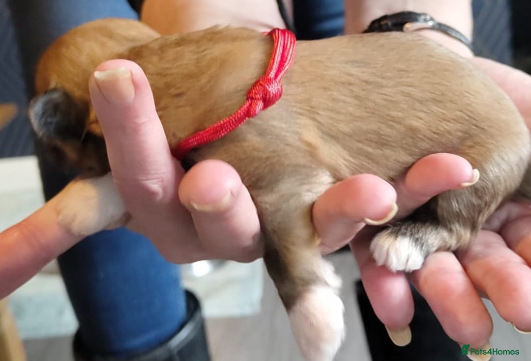 Lhasa Apso dogs for sale: KC REG LHASA APSO PUP(1 left) RED BOY) - Advert 15