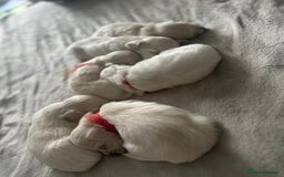Bichon Frise dogs for sale: Beautiful Puppies Looking for Their Forever Homes! - Image 12