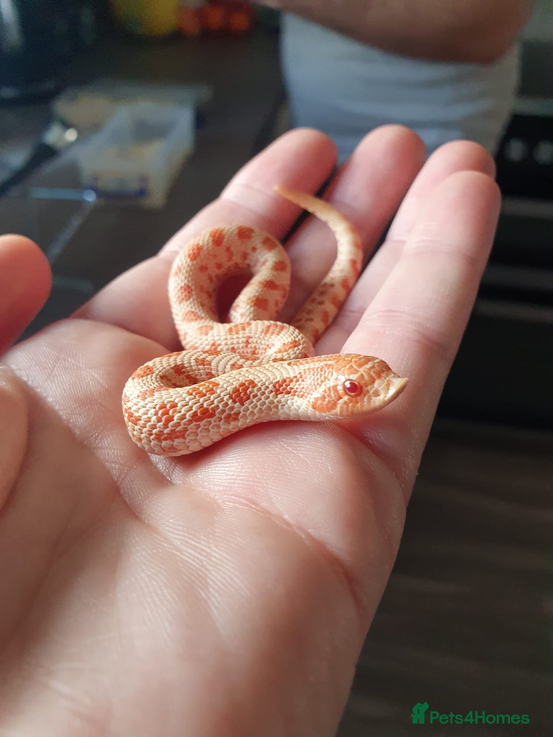 Snake reptiles for sale: Female Western Hognose cb20 in Salisbury - Image 6