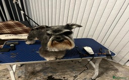 Miniature Schnauzer dogs for sale: Miniature schnauzer's due, KC, Mac, low COI - Image 4
