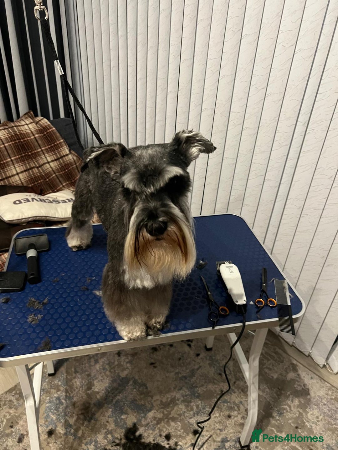 Miniature Schnauzer dogs for sale: Miniature schnauzer's due, KC, Mac, low COI - Image 4