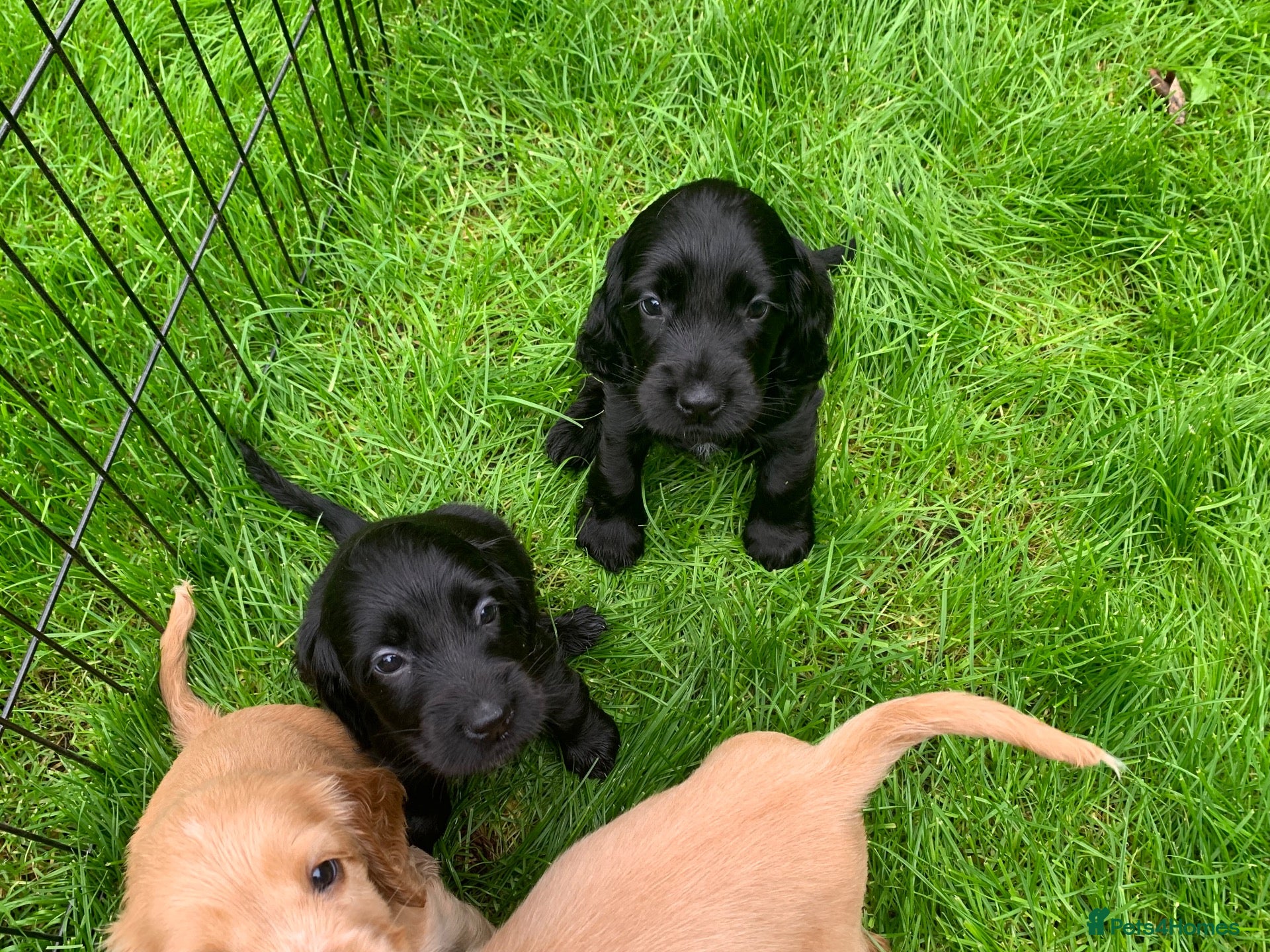 Cocker Spaniel dogs Beautiful pedigree English show cocker puppies 🐾 - Advert 2