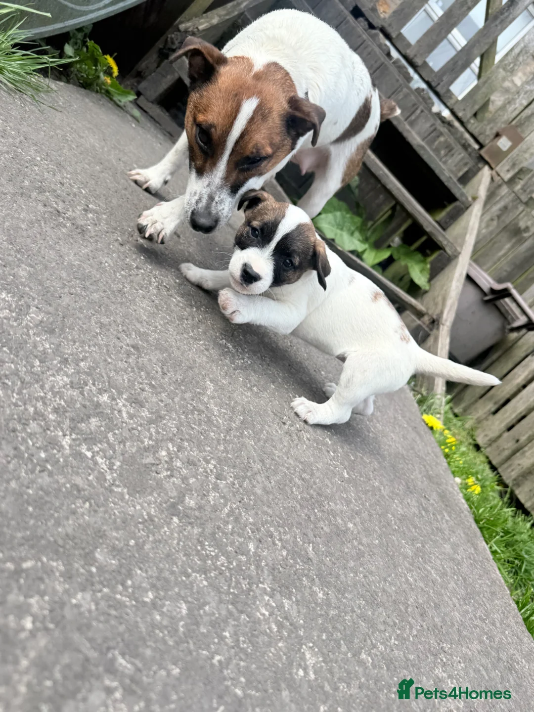 Jack Russell dogs for sale: Jack Russell male puppy  - Advert 1