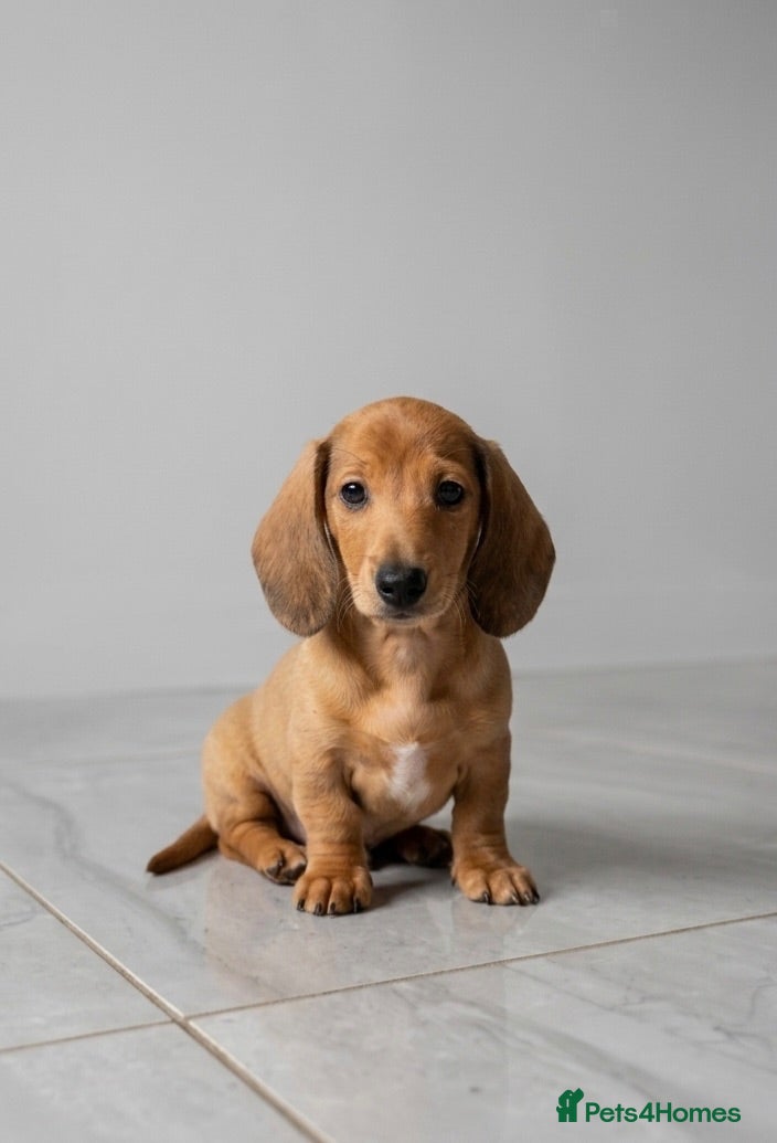 Miniature Dachshund dogs Adorable mini smoothe dachshund puppies - Advert 3