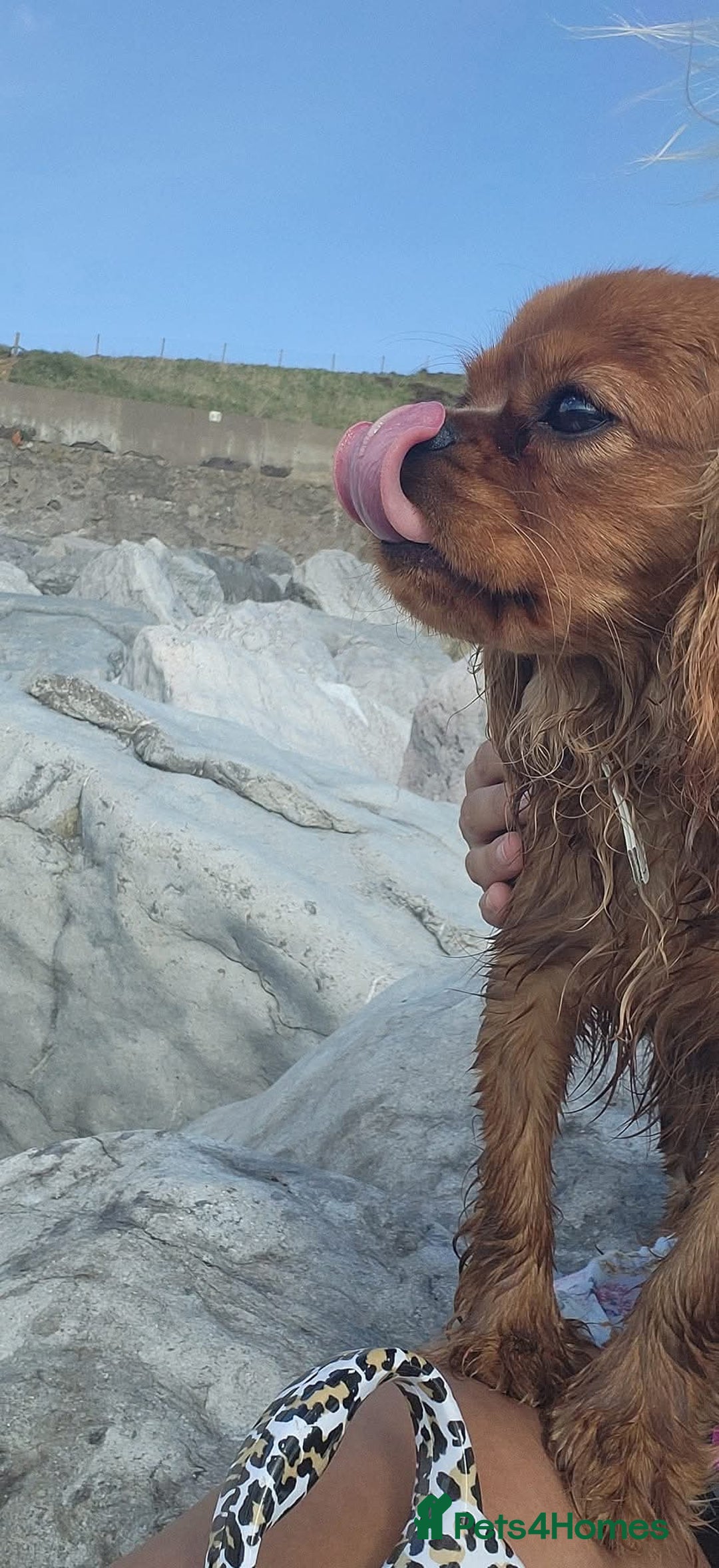 Cavalier King Charles Spaniel dogs for sale: Cavalier king charles puppys READY NOW pedigree KC - Advert 12