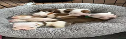 English Bulldog dogs for sale: 🔥READY NOW KC REG ENGLISH BULLDOG GIRL🔥 - Advert 13
