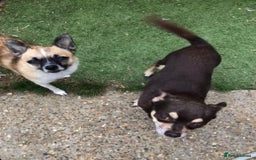 Pomchi dogs for sale: 🐾POMCHI PUPPIES🐾 - Image 7