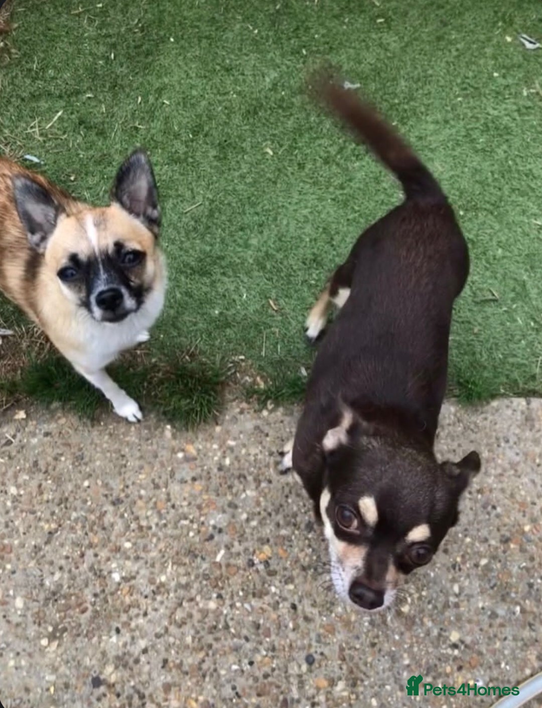 Pomchi dogs for sale: 🐾POMCHI PUPPIES🐾 - Image 7