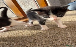 Mixed Breed cats for sale: Kittens for sale  - Image 3