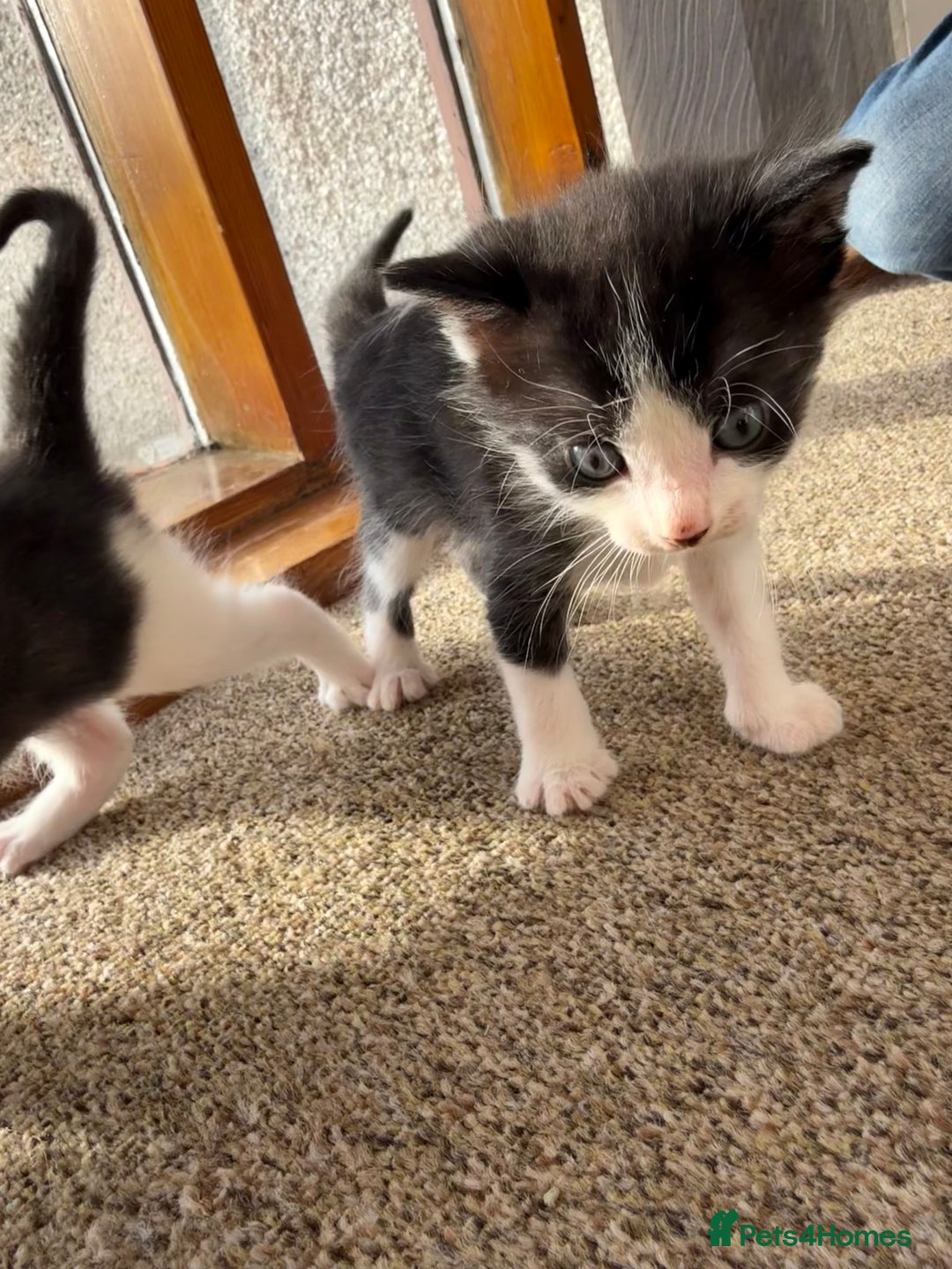 Mixed Breed cats for sale: Kittens for sale  - Image 3