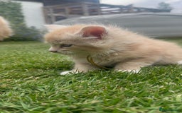 Maine Coon cats for sale: Final kitten left 🧡💛🧡💛 - Image 27