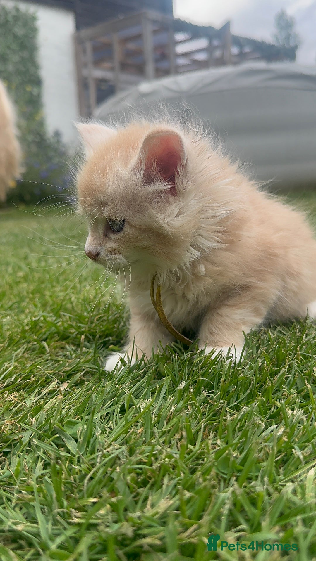 Maine Coon cats for sale: Final kitten left 🧡💛🧡💛 - Image 27