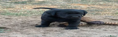 Labrador Retriever 2