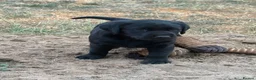 Labrador Retriever dogs for sale: Gorgeous pedigree labrador girl pups  - Advert 7