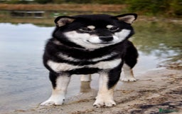 Japanese Shiba Inu dogs for sale: Japanese Shiba Inu Puppies-health tested ch blood - Image 6