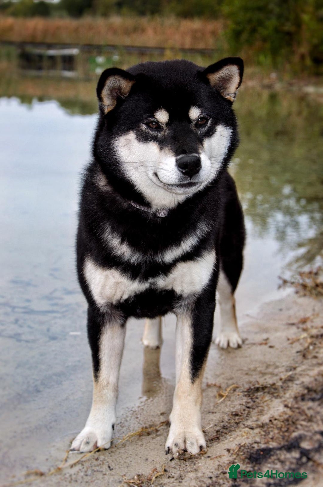 Japanese Shiba Inu dogs for sale: Japanese Shiba Inu Puppies-health tested ch blood - Image 6