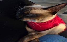 Siamese cats for sale: Beautiful girl siamese-9 months old - Image 2