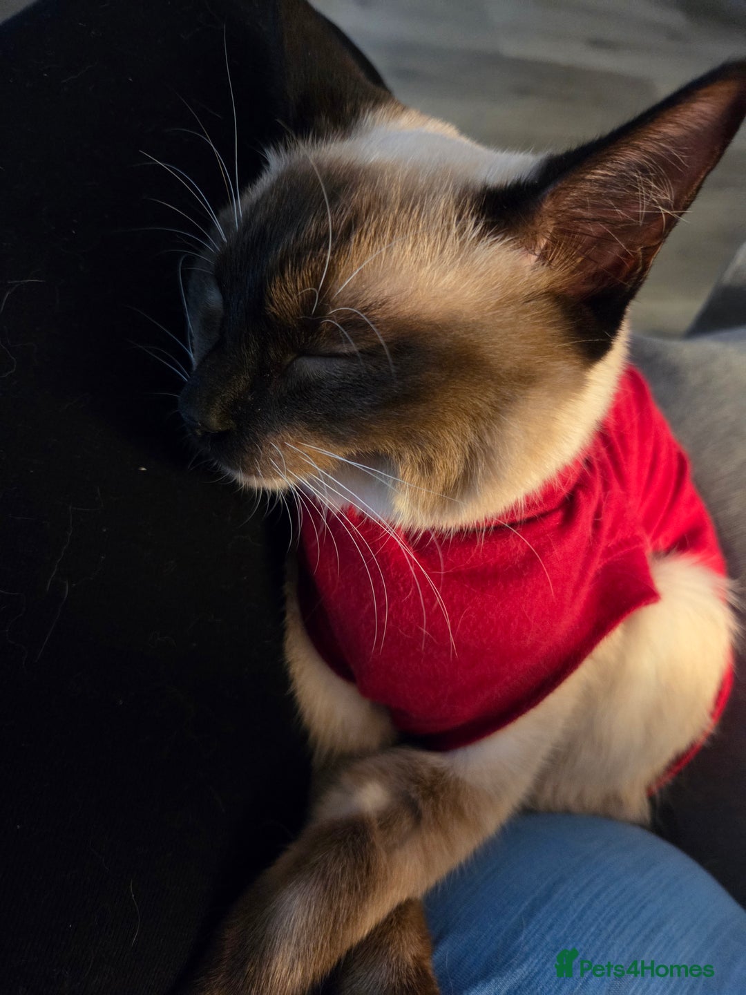 Siamese cats for sale: Beautiful girl siamese-9 months old - Image 2