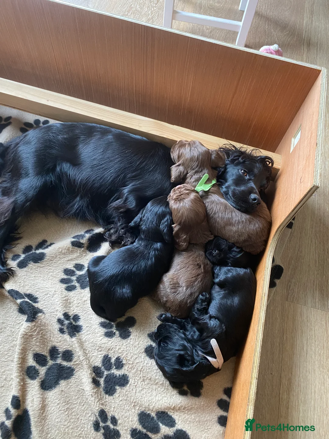 Cocker Spaniel dogs for sale: Gorgeous chocolate boys!  - Advert 1